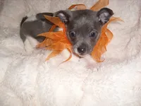 BLUE MAN, a male Chihuahua for sale in Canton, MS – 1 of 4