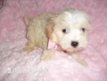ANGEL – Maltipoo puppy for sale in Canton, MS