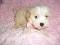 ANGEL, a female Maltipoo for sale in Canton, MS – Photo 1 of 3