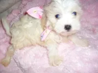 ANGEL, a female Maltipoo for sale in Canton, MS – Photo 3 of 3