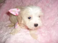 ANGEL, a female Maltipoo for sale in Canton, MS – Photo 2 of 3