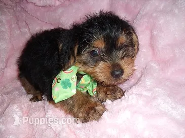 BABY YORK – Yorkshire Terrier puppy for sale in Canton, MS