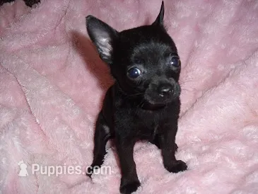 TEACUP JILL – Chihuahua puppy for sale in Canton, MS