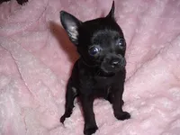 TEACUP JILL, a female Chihuahua for sale in Canton, MS – 1 of 1
