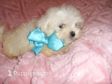 BROTHER – Maltipoo puppy for sale in Canton, MS