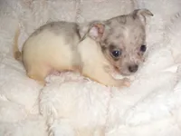 TINY ZORRO, a male Chihuahua for sale in Canton, MS – 2 of 4