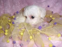 FLUFFY GIRL, a female Maltipoo for sale in Canton, MS – 2 of 4