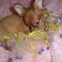 GOLDEN GIRL, a female Chihuahua for sale in Canton, MS – Photo 3 of 4