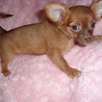 GOLDEN GIRL, a female Chihuahua for sale in Canton, MS – Photo 2 of 4