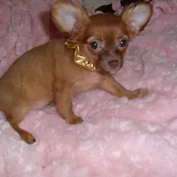 GOLDEN GIRL, a female Chihuahua for sale in Canton, MS – Photo 1 of 4