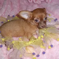 GOLDEN GIRL, a female Chihuahua for sale in Canton, MS – Photo 4 of 4