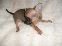 MUFFIN, a male Chihuahua for sale in Canton, MS – 2 of 4