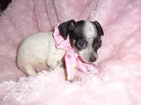 BABY GIRL 2, a female Chihuahua for sale in Canton, MS – 2 of 3