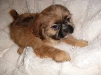SAMMY, a male Shih Tzu for sale in Canton, MS – 4 of 4