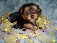 TINY BABY, a female Yorkshire Terrier for sale in Canton, MS – 5 of 6