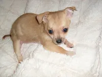 PEBBLES, a female Chihuahua for sale in Canton, MS – 1 of 4