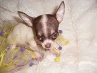 TEACUP COCO, a female Chihuahua for sale in Canton, MS – 5 of 5