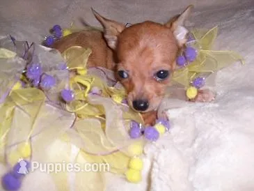 MERLE BABY – Chihuahua puppy for sale in Canton, MS