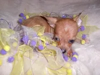 MERLE BABY, a female Chihuahua for sale in Canton, MS – Photo 2 of 2