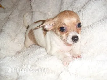 LILLIE – Chihuahua puppy for sale in Canton, MS