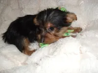 TINY BOY, a male Yorkshire Terrier for sale in Canton, MS – 4 of 4