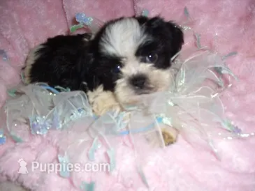 IMPERIAL MAN – Shih Tzu puppy for sale in Canton, MS