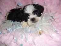 IMPERIAL MAN, a male Shih Tzu for sale in Canton, MS – 1 of 4