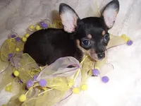 SASSY, a female Chihuahua for sale in Canton, MS – 2 of 4