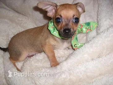 OLLIE – Chihuahua puppy for sale in Canton, MS