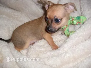 OLLIE – Chihuahua puppy for sale in Canton, MS