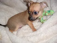 OLLIE, a male Chihuahua for sale in Canton, MS – Photo 1 of 4