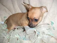 OLLIE, a male Chihuahua for sale in Canton, MS – Photo 3 of 4