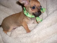 OLLIE, a male Chihuahua for sale in Canton, MS – Photo 2 of 4