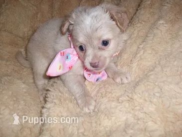 SILVER BABY – Chihuahua puppy for sale in Canton, MS