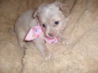 SILVER BABY, a female Chihuahua for sale in Canton, MS – 1 of 3