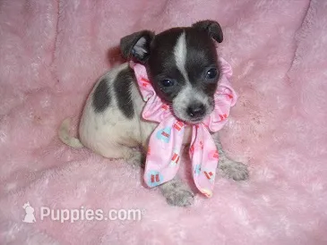 BLUE BABY 2 – Chihuahua puppy for sale in Canton, MS