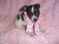 BLUE BABY 2, a female Chihuahua for sale in Canton, MS – 1 of 4