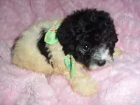 COOPER, a male Poodle - Toy  for sale in Canton, MS – 1 of 4