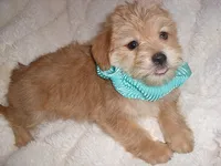 COOPER, a male Shorkie for sale in Canton, MS – 4 of 4