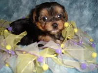 TINY BABY, a female Yorkshire Terrier for sale in Canton, MS – 4 of 6