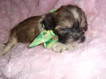 BAM BAM – Shih Tzu puppy for sale in Canton, MS