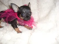 TEACUP SUZY, a female Chihuahua for sale in Canton, MS – 3 of 5