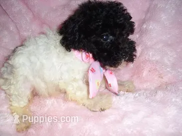 PARTY BABY – Poodle - Toy  puppy for sale in Canton, MS