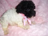 PARTY BABY, a female Poodle - Toy  for sale in Canton, MS – 1 of 4