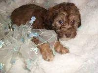 COCO MAN, a male Poodle - Toy  for sale in Canton, MS – 4 of 5