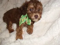 COCO MAN, a male Poodle - Toy  for sale in Canton, MS – 2 of 5