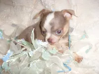 TINY MAN 1, a male Chihuahua for sale in Canton, MS – 3 of 3