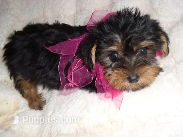 TINY GIRL – Yorkshire Terrier puppy for sale in Canton, MS