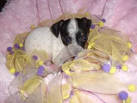 BABY GIRL 3, a female Chihuahua for sale in Canton, MS – 2 of 3