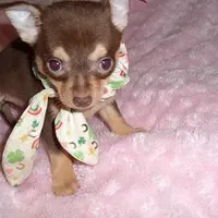 COCO MAN, a male Chihuahua for sale in Canton, MS – Photo 3 of 3